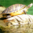 icon Turtle Jigsaw Puzzles 2.9.27