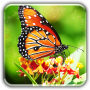 icon Butterfly wallpapers LWP for LG K10 LTE(K420ds)