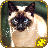 icon Cat Jigsaw Puzzles 2.15
