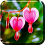 icon Heart Flower Live Wallpaper