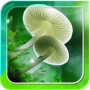 icon Mushroom Live Wallpaper