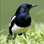icon Kacer Bird Contest for LG Q6a