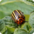 icon Insect pests 7.2.2