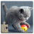 icon Cat Puzzles 32.0