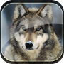 icon Wolf Live HD Wallpaper
