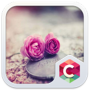 icon Pink Roses Theme C Launcher for Sony Xperia XZ1 Compact