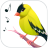 icon com.bestringtonesapps.birdcallssoundsandringtones 6.0.0