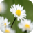 icon Daisy Wallpapers 1.0