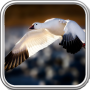 icon Goose Wallpaper for Samsung Galaxy Note 10 1