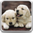 icon Puppies Live Wallpaper 17.0