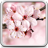 icon Cherry Blossom Live Wallpper 17.0