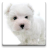 icon Dog Wallpapers! 5.1