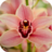 icon Orchid Wallpapers 1.0