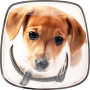 icon Cute Dogs Live Wallpaper