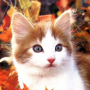 icon Cute Cats Live Wallpapers