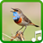 icon Bird Calls and Sounds 1.3.6