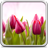 icon Tulips Live Wallpaper 18.0