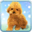 icon Talking Teddy Dog 1.9