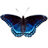 icon Butterfly 1.20