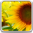 icon Sunflower Live Wallpaper 18.0