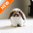 icon Rabbit Wallpapers 4.0