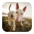 icon Bull Terrier Wallpapers HD 2.0.0