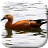 icon Duck LWP 2.4