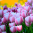 icon Aroma of Tulips Carpet Bloom 1.7.3