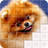 icon air.Puzzledogs 2.1.0