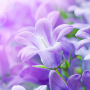 icon Lilac Flowers Live Wallpaper