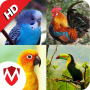 icon 100 Bird sounds for Huawei MediaPad M3 Lite 10