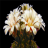 icon Blooming Flower Cactus Bud 1.7.3