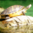 icon Turtle Jigsaw Puzzles 2.9.51