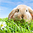 icon Rabbit Live Wallpaper 2.11
