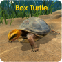 icon Box Turtle Simulator