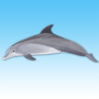 icon Dolphin sounds for Huawei MediaPad M3 Lite 10
