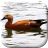 icon Duck Live Wallpaper 2.9