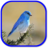 icon Birds Sounds 1.0