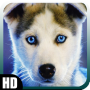 icon Siberian Husky Wallpaper for Samsung Galaxy Note 10 1