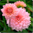 icon Dahlia Flowers Onet Game 1.0