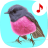 icon Bird songs: Ringtones 5.0