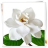icon Gardenia Flowers Onet Game 1.0