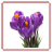 icon Crocus Flowers Onet Game 1.0