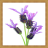 icon Lavender Flower Onet Game 1.0