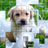 icon PicPu Dog Puzzle 2.00
