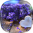 icon Lavender Live Wallpaper 2.3
