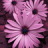 icon Beautifulflowersviolet Wallpaper 1.3