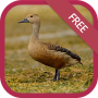 icon Lesser whistling duck sound for Samsung Galaxy Grand Prime 4G