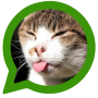 icon Cats for social networks for Samsung Galaxy Note 10 1