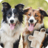icon Dog and Cat Puzzle 2022.98